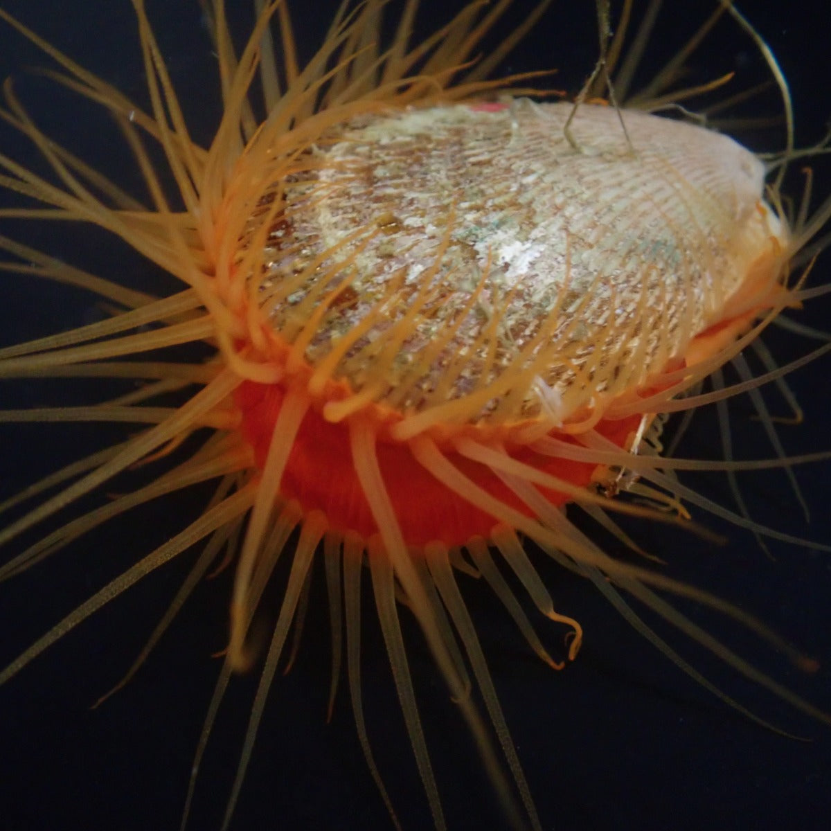 Ctenoides scaber - Flame scallops
