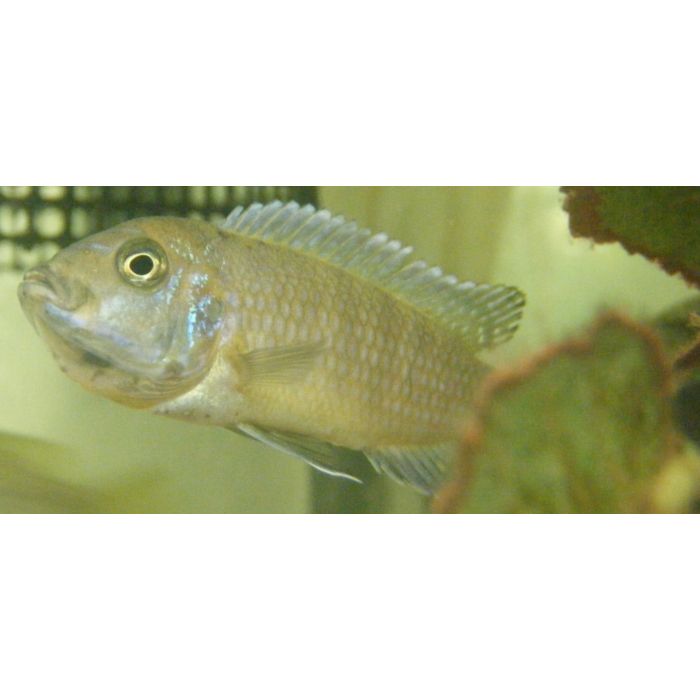 Cynotilapia Afra