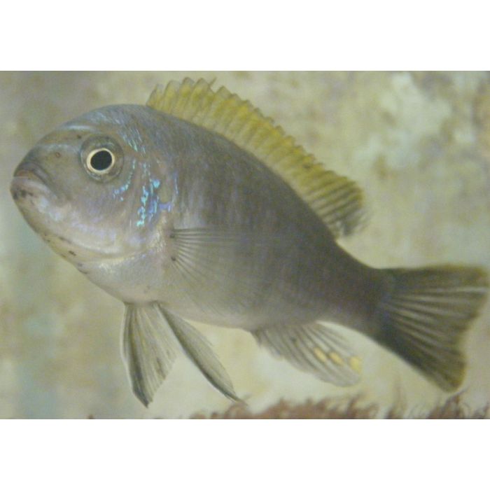 Cynotilapia Afra Mbamba - Mpangha Rock