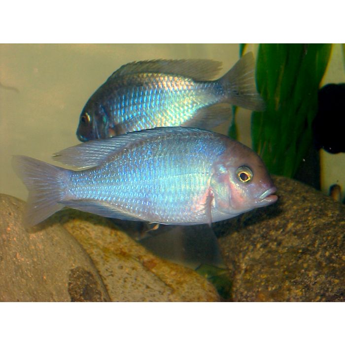 Haplochromis / Cyrtocara Moorii