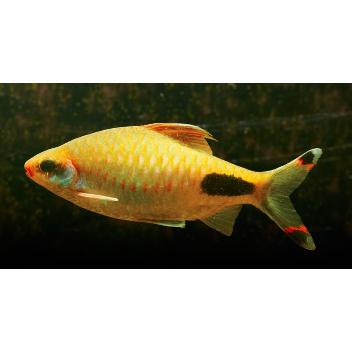 Dawkinsia Assimilis Mascara Barbeel