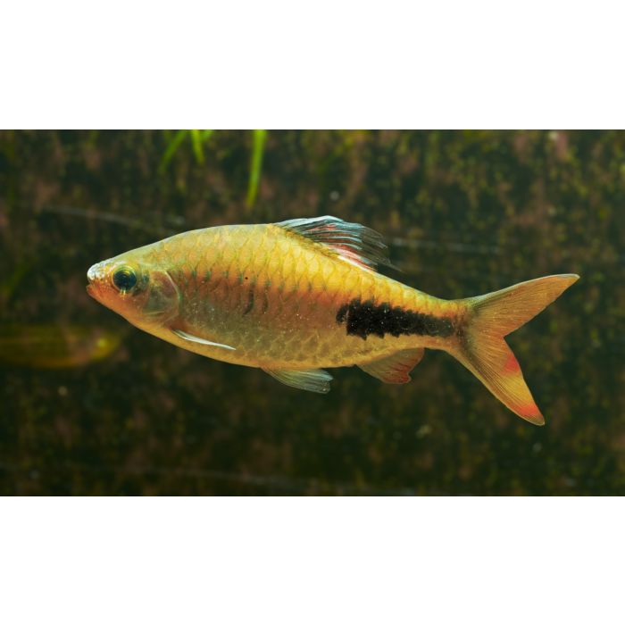 Dawkinsia Exclamatio