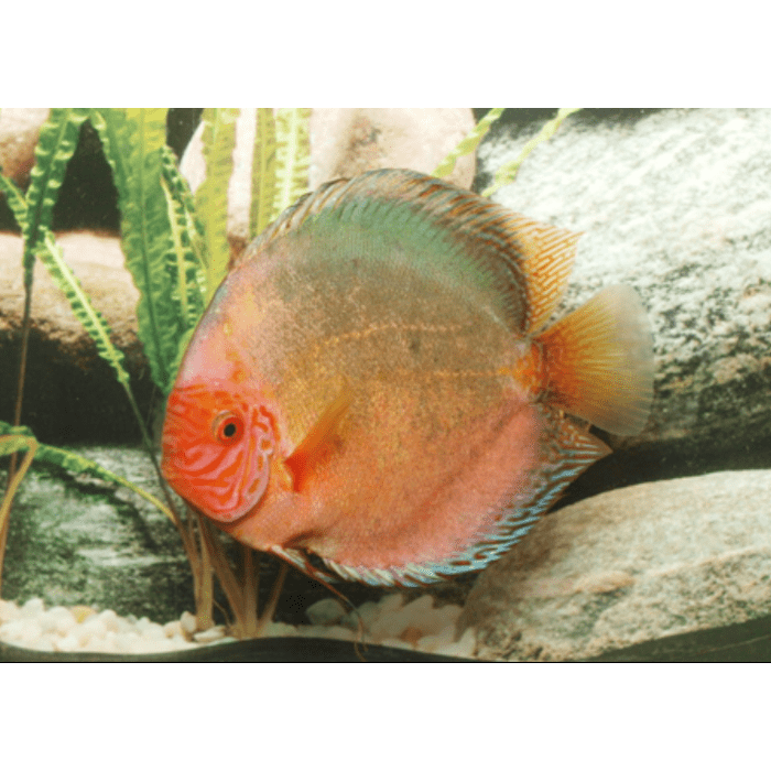 Stendker Dark Angel Discusvis