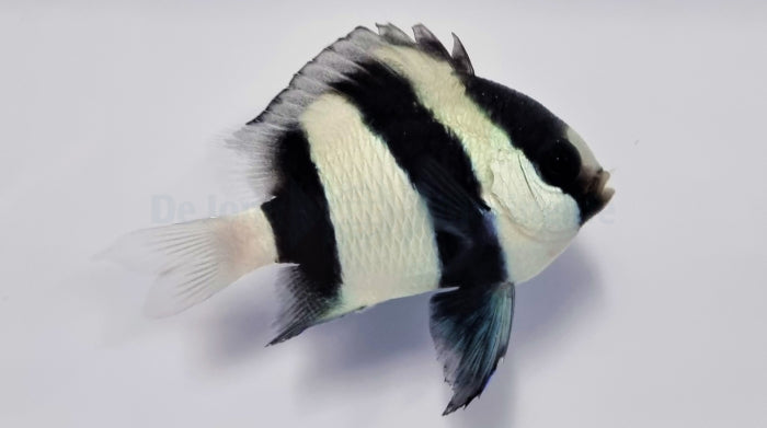 Dascyllus aruanus - Whitetail dascyllus