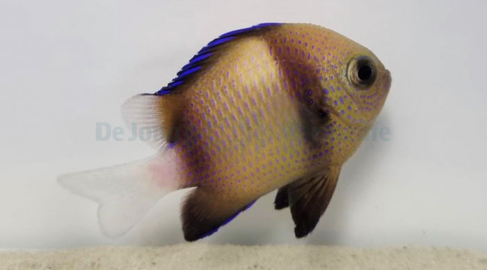 Dascyllus carneus - Cloudy dascyllus