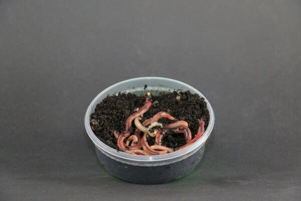 Wormen - Dendrobeana