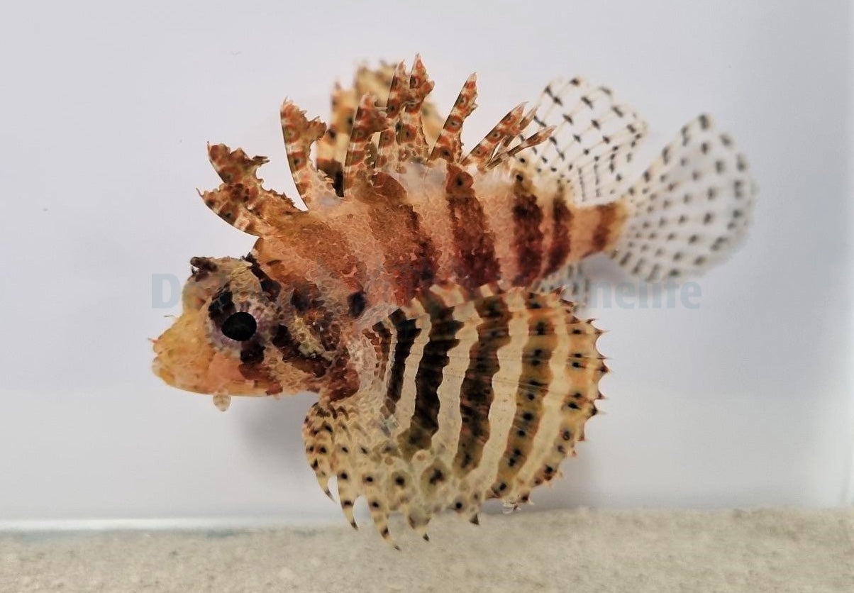 Dendrochirus brachypterus - Kortvin Koraalduivel