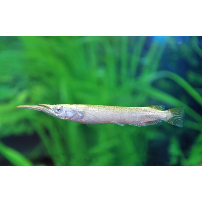 Dermogenys Pusillus Albino