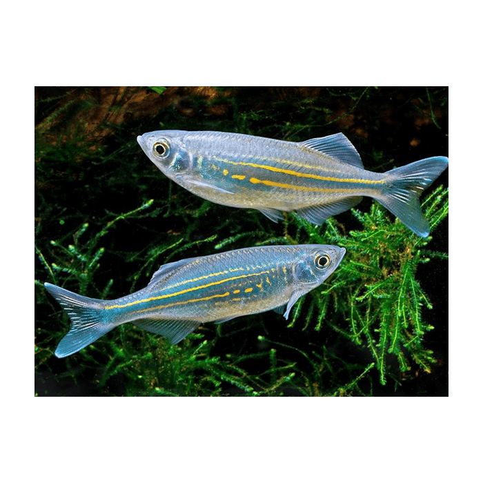 Devario Annandalei M