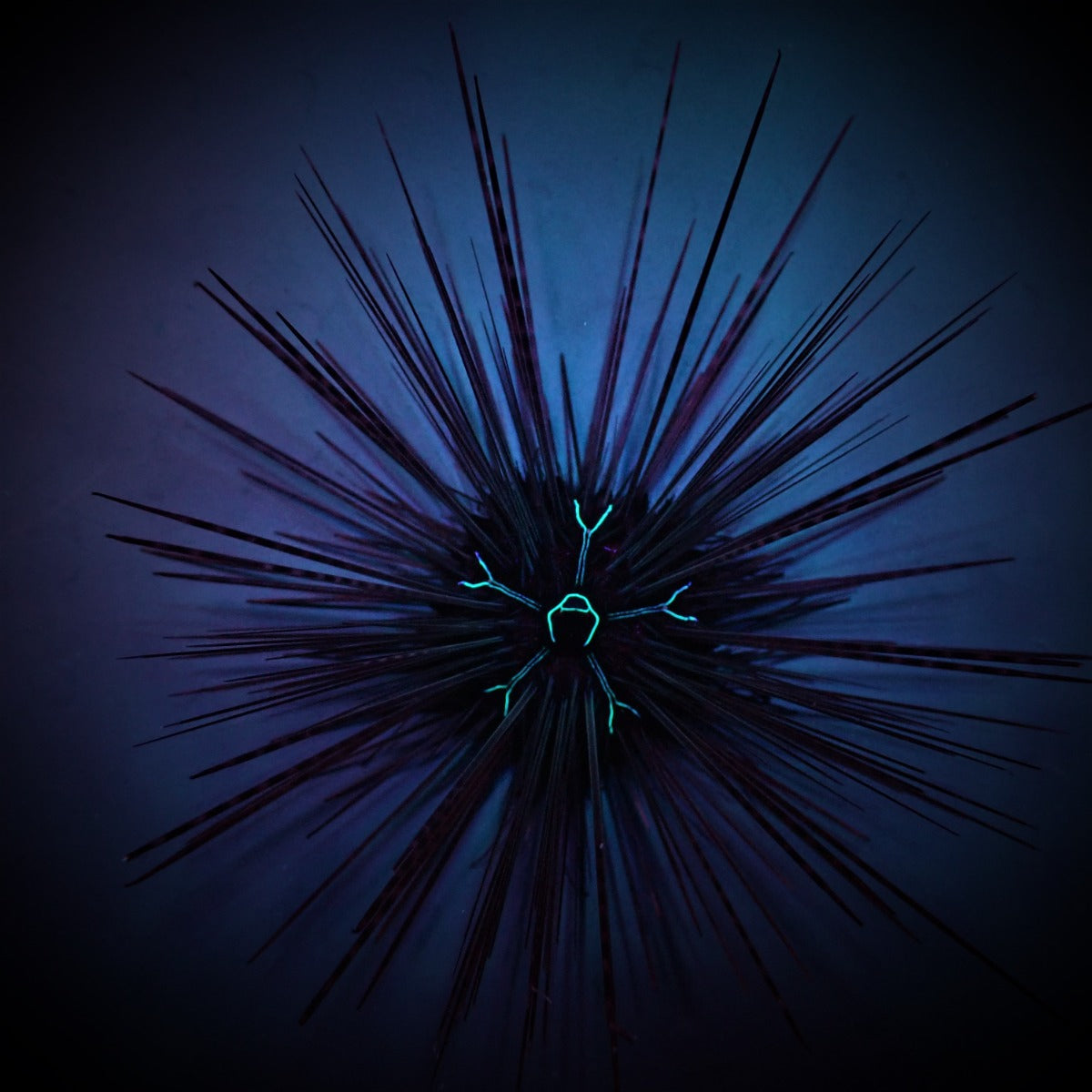 Diadema savignyi - Long-spined Sea urchin