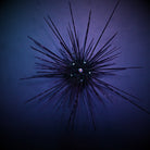 Diadema setosum - Long-spined Sea urchin