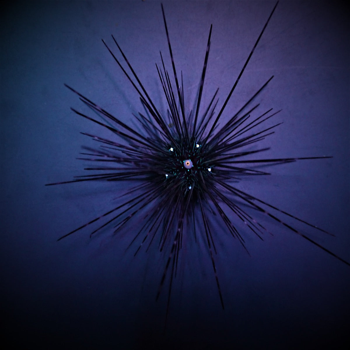 Diadema setosum - Long-spined Sea urchin