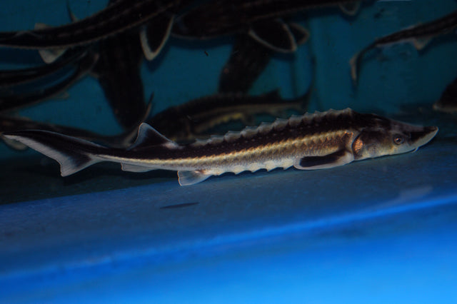 Diamantsteur Acipenser Gueldenstaedtii