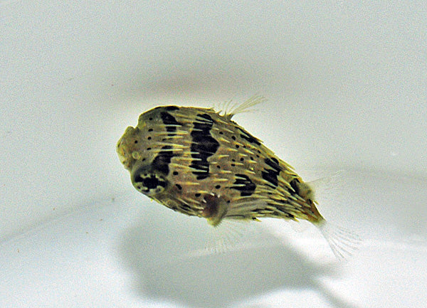 Diodon holocanthus - Ballonegelvis / Bruine egelvis