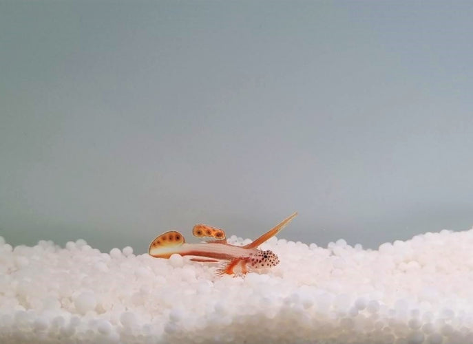 Discordipinna griessingeri - Spikefin goby