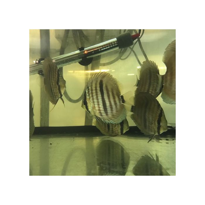 Symphysodon Aequifasciatus Heckel Discus Heckel 8-10 cm