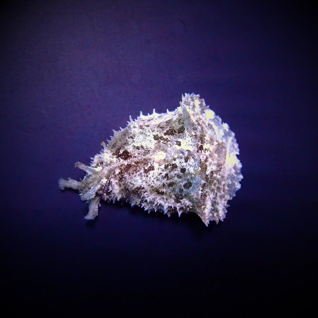 Dolabella auricularia - Eared sea hare