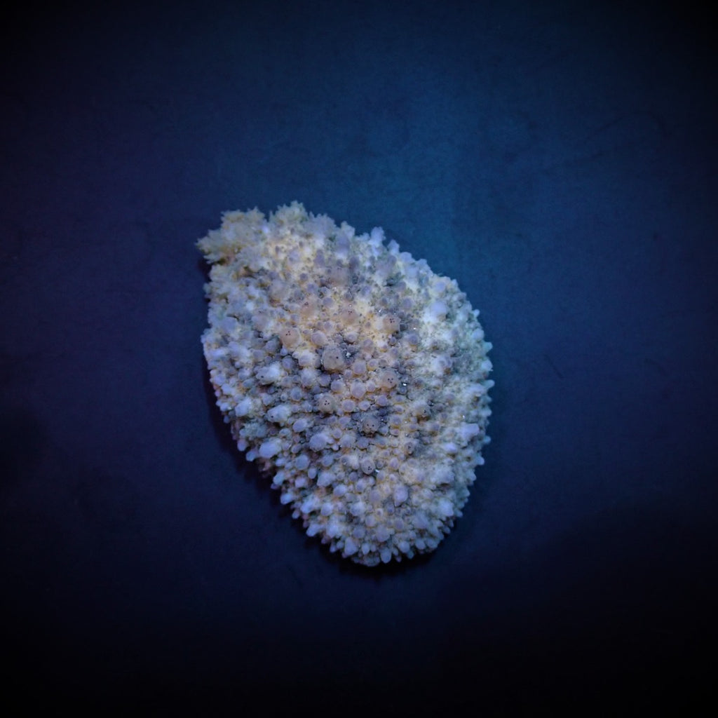 Dolabrifera dolabrifera - Hatchet sea hare