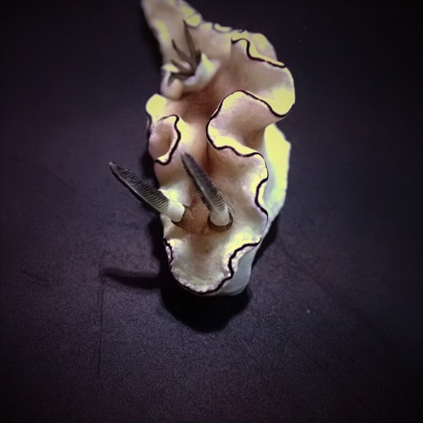 Doriprismatica atromarginata - Dark Margin Glossodoris