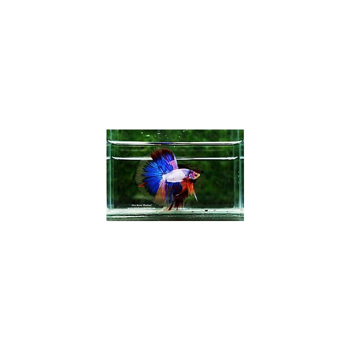 Betta Splendens Halfmoon Thai Flag