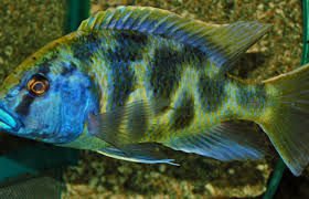 Haplochromis / Nimbochromis Venustus