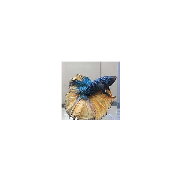 Betta Splendens Superdelta Mixed colors