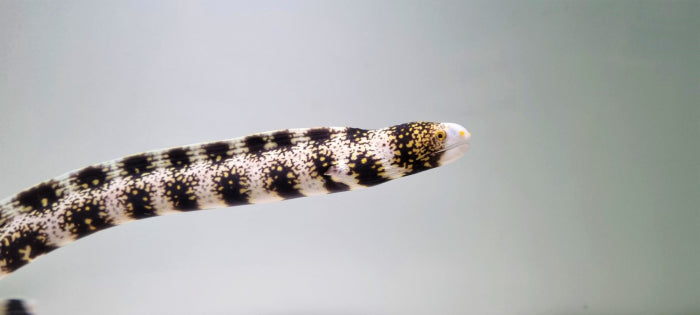 Echidna nebulosa - Ster Murene