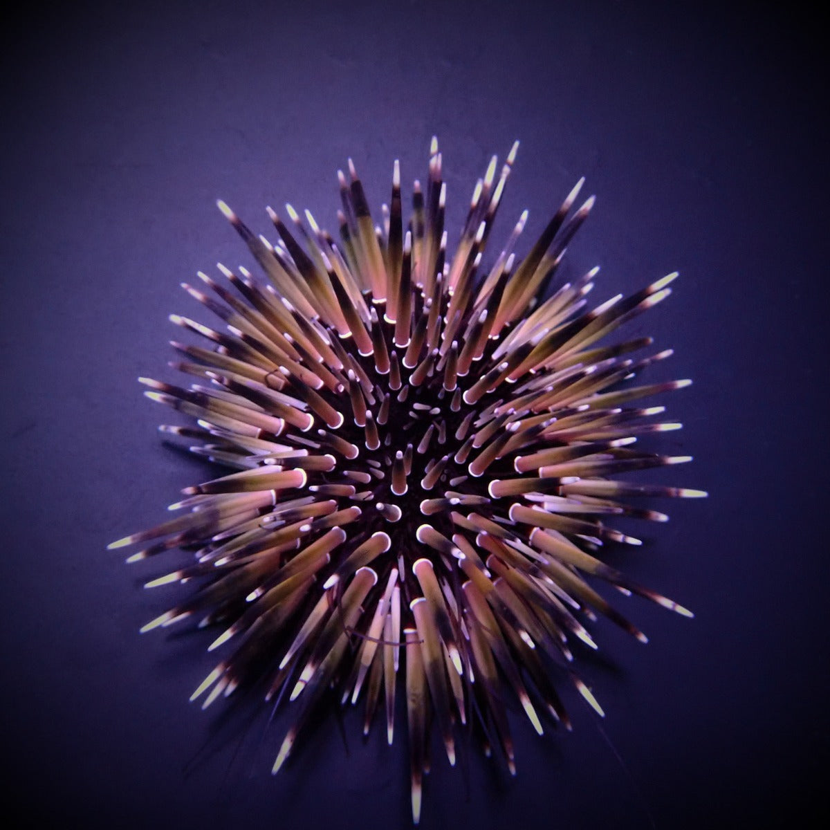 Echinometra mathaei (Premium Color) - Burrowing urchin (Premium Color)