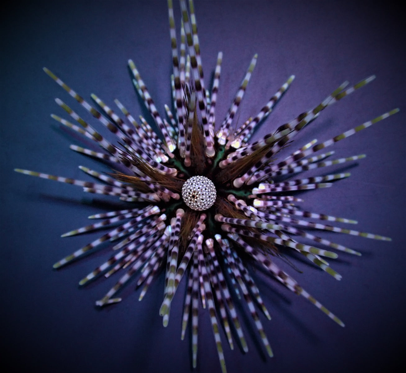 Echinothrix calamaris - Double spined urchin