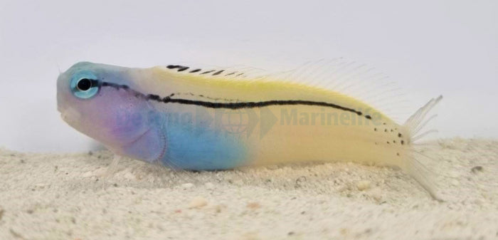 Ecsenius gravieri - Red Sea mimic blenny