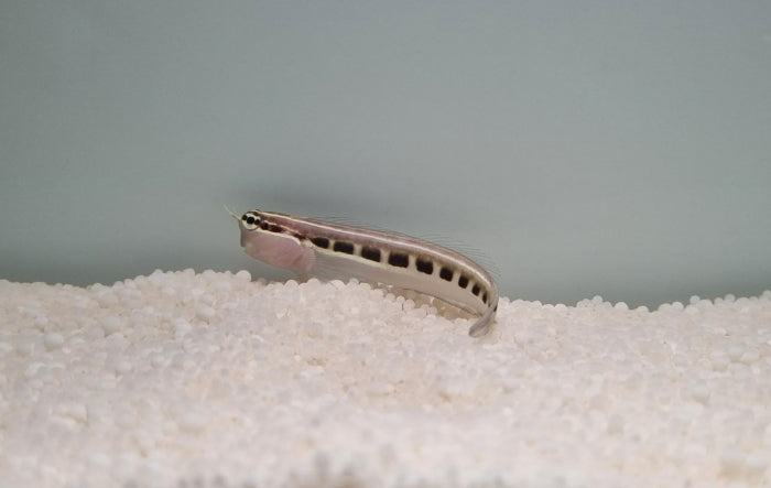 Ecsenius lineatus - Gestreepte Blenny