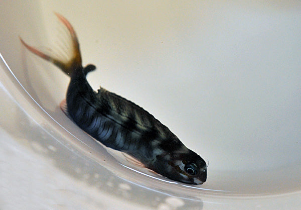 Ecsenius midas - Persian blenny