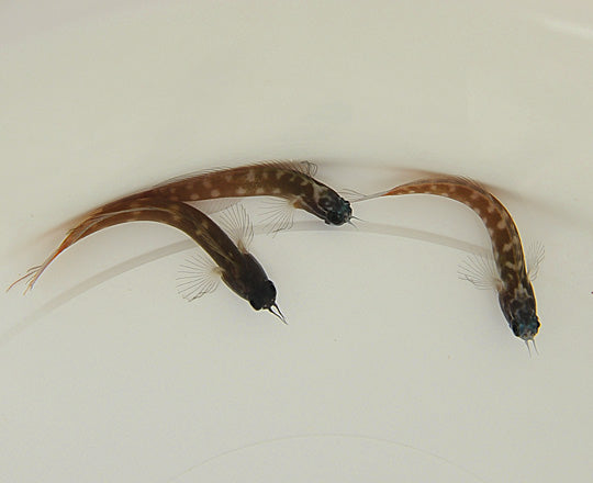 Ecsenius ops - Eye-spot blenny