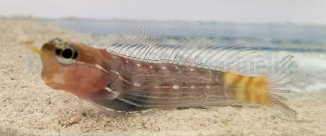 Ecsenius pictus - White-lined comb-tooth