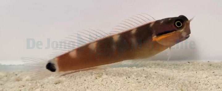 Ecsenius stigmatura - Tailspot coralblenny