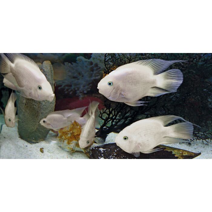 Cichlasoma Hybrid Platinum Parrot