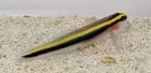 Elacatinus evelynae - Sharknose goby