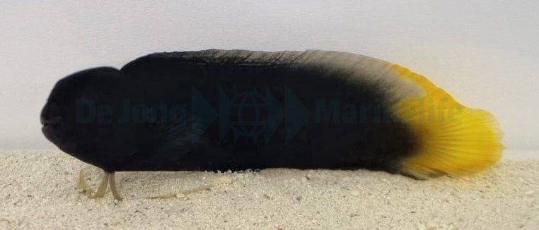 Enchelyurus flavipes - Yellowfin blenny