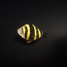 Engina mendicaria - Bumble Bee Snail