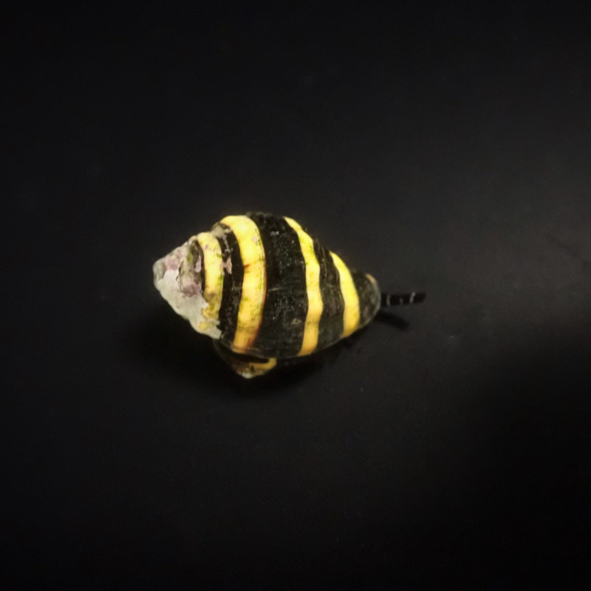 Engina mendicaria - Bumble Bee Snail