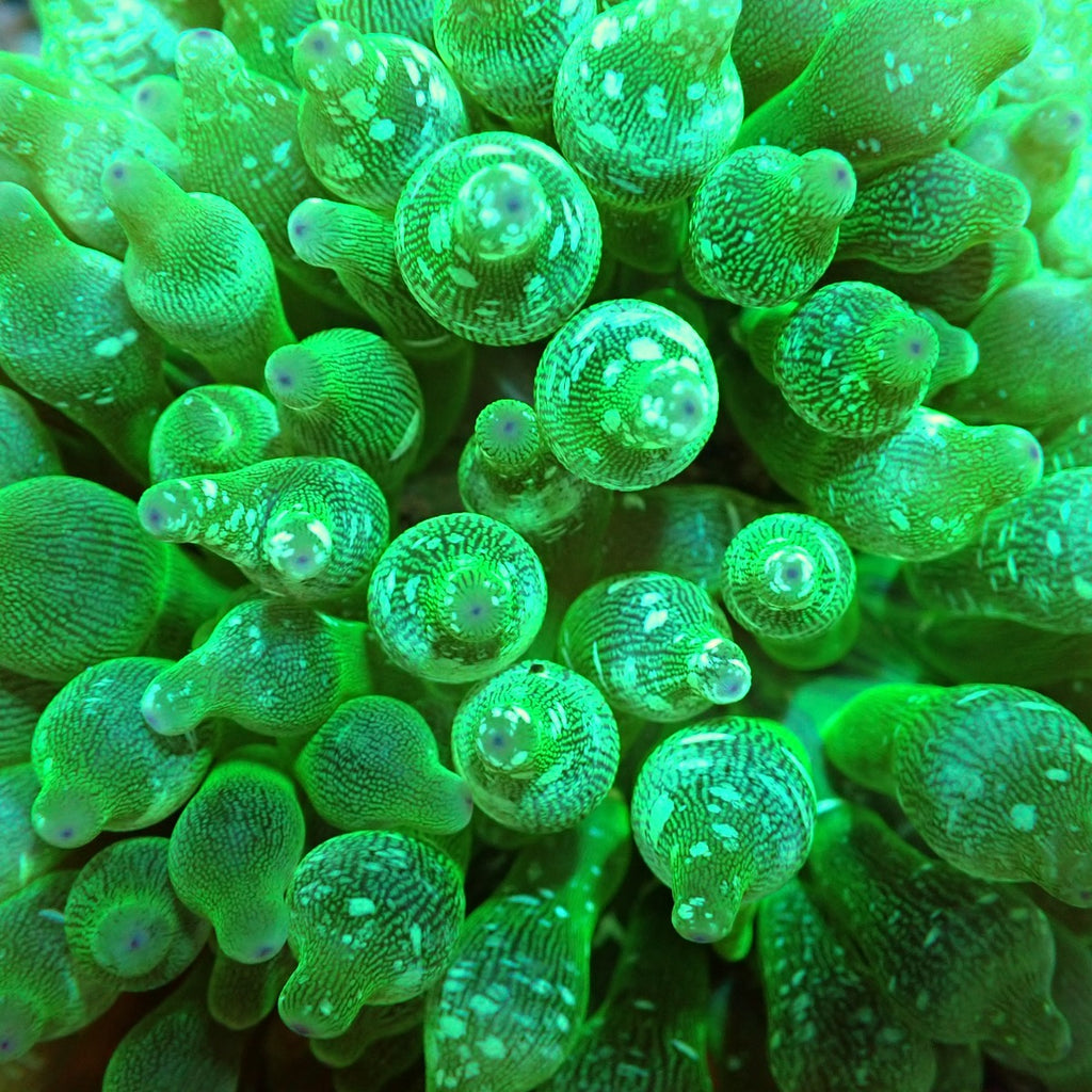 Entacmaea quadricolor (Groen) - Bubble tip anemone (Groen)