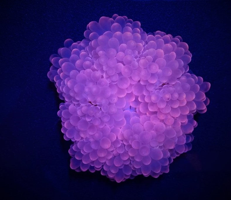 Entacmaea quadricolor (Rosa) – Blasenanemone (Rosa)