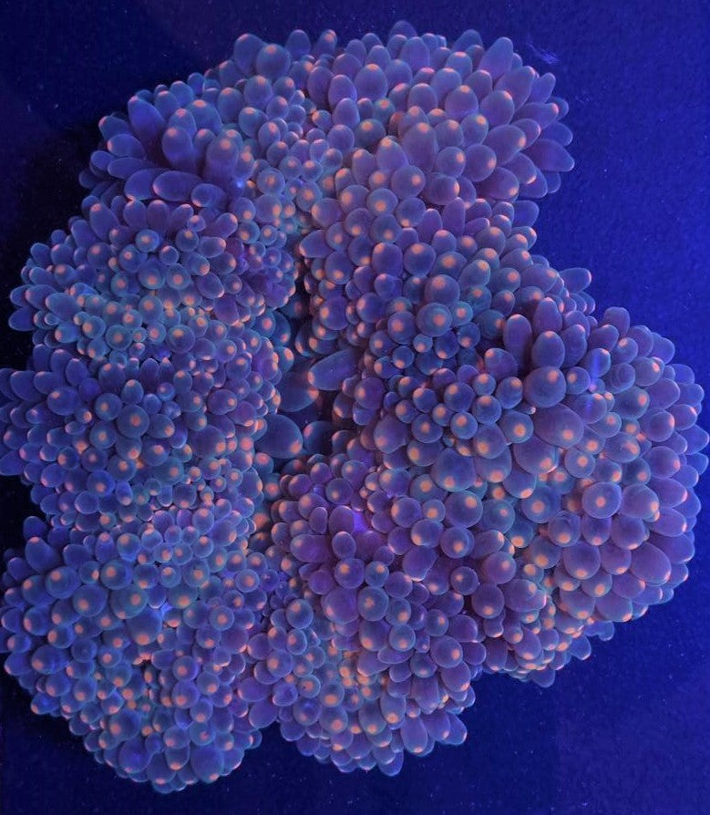 Entacmaea quadricolor (Orangefarbene Anemone) – Blasenanemone (Orangefarbene Anemone)