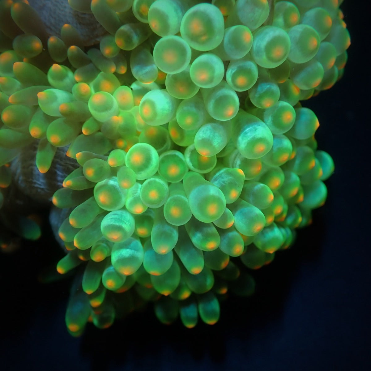 Entacmaea quadricolor (Orange tip) - Bubble tip anemone (Orange tip)