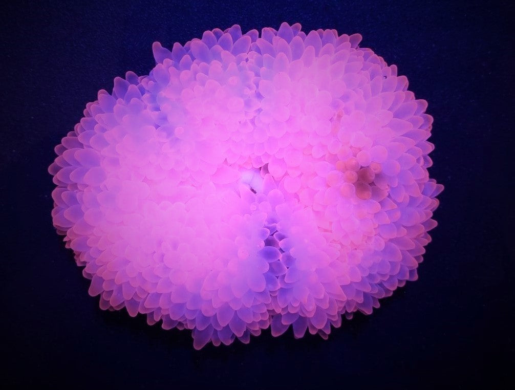Entacmaea quadricolor (Roze) - Bubble tip anemone (Roze)