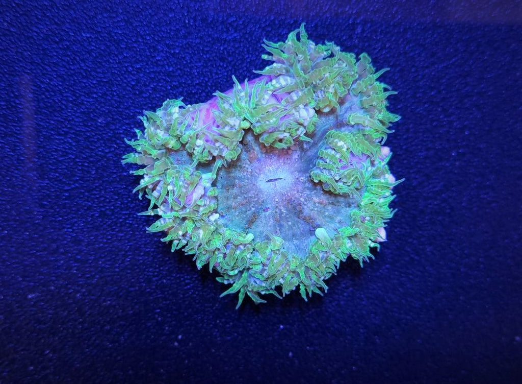 Epicystis crucifer (Groen) - Flower anemone (Groen)