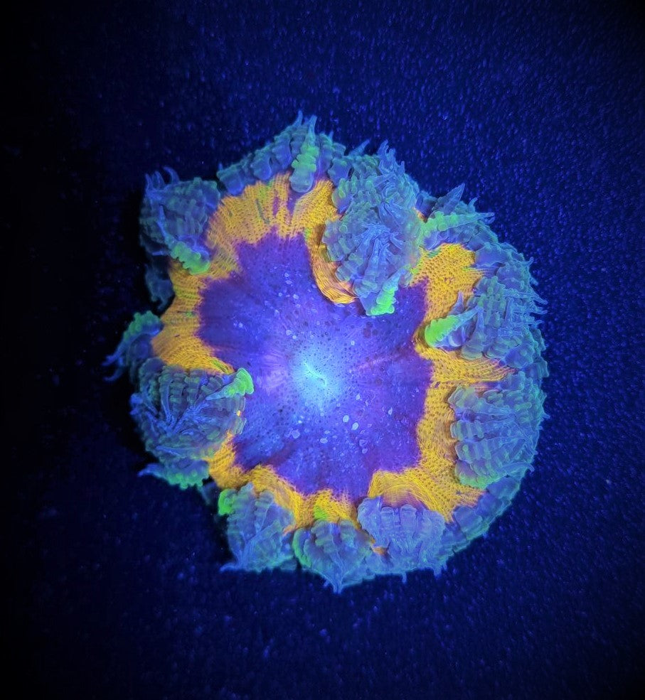 Epicystis crucifer (Ultra) - Blumenanemone (Ultra)