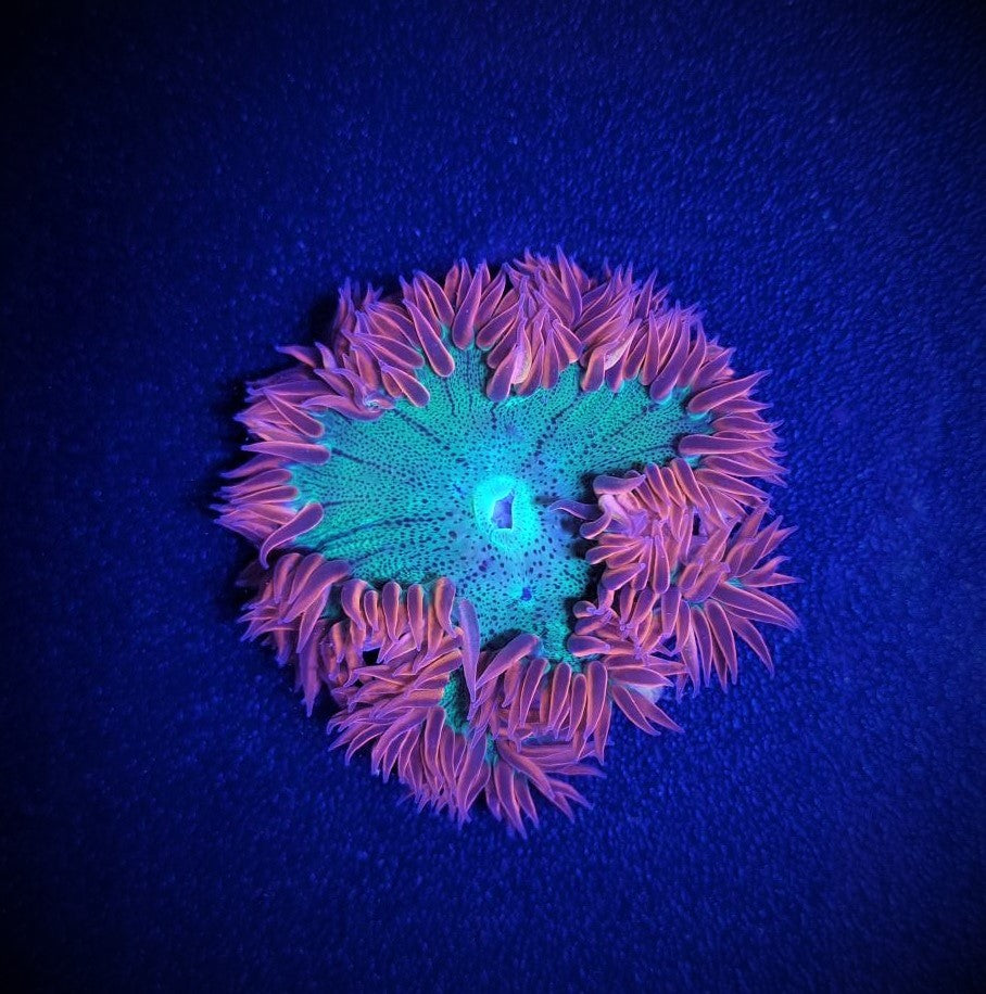 Epicystis crucifer (Ultra) - Flower anemone (Ultra)