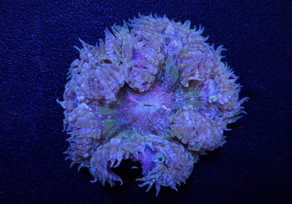 Epicystis crucifer - Blumenanemone