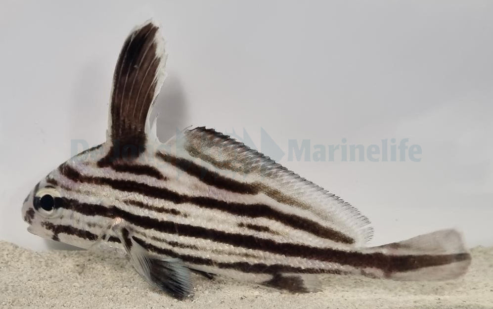 Equetus acuminatus - Gestreepte Riddervis